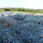 Upcycling 100.000 Plastikflaschen